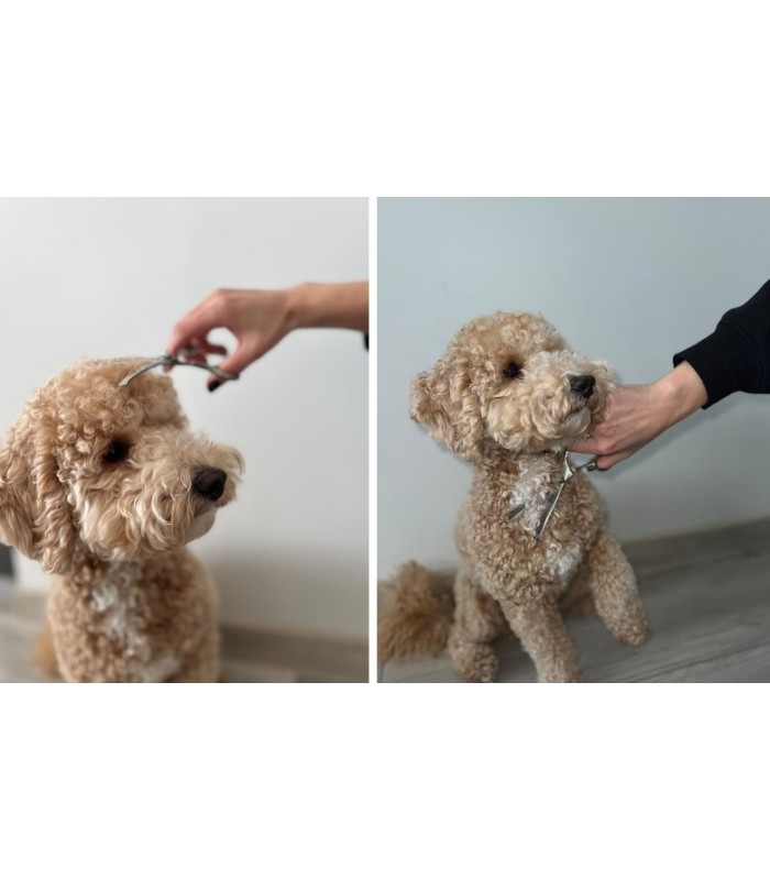 Zestaw do strzyżenia psa zwierząt 3 Nożyczki Grzebień Fryzjer psa